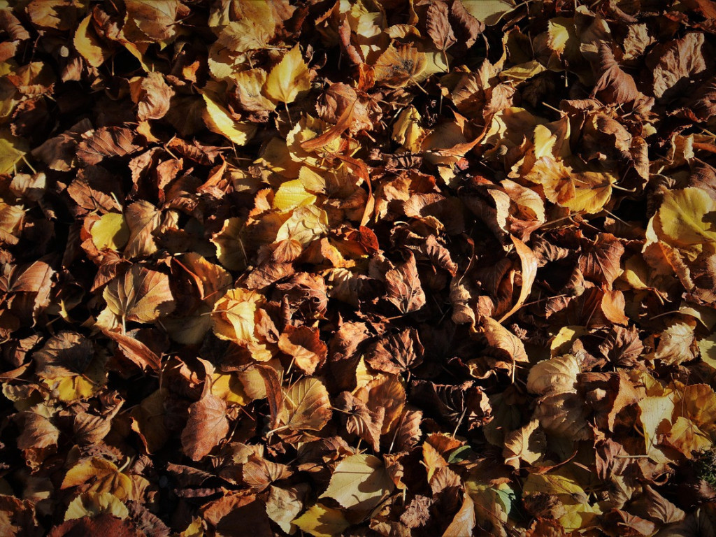 Ukončení svozu biologického odpadu