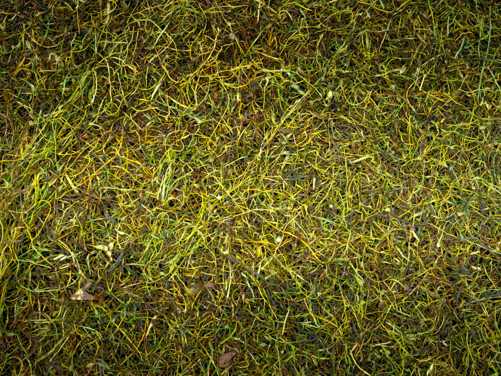 Svoz bioodpadu opět zahájen