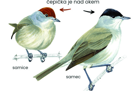 Pták roku 2026 – pěnice černohlavá