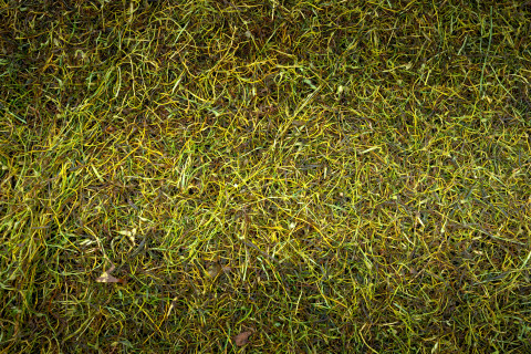 Svoz bioodpadu opět zahájen